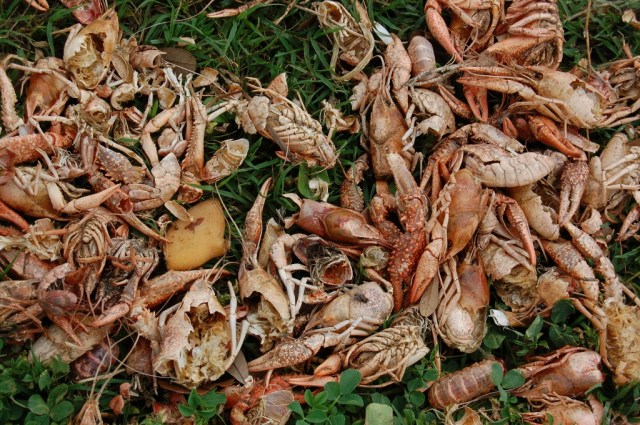 Crawfish Still Life - New Olreans, LA Tuesday, March 30, 2011