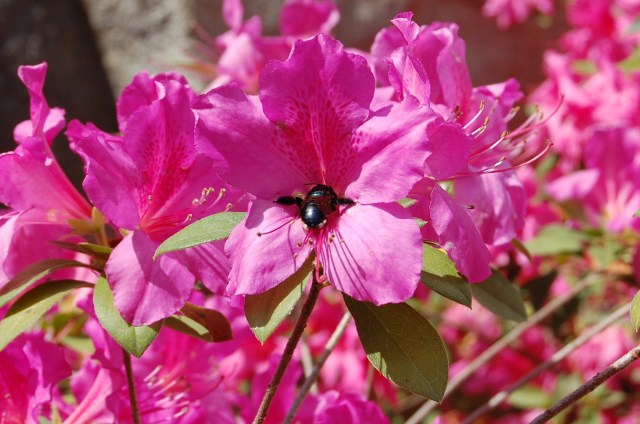 Visitor enjoys a liquid lunch